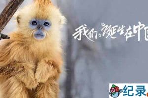 迪斯尼自然生态纪录片《我们诞生在中国 Born in China》全1集 720P/1080i高清纪录片百度云下载