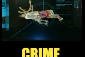 动物犯罪现场 Animal Crime Scene