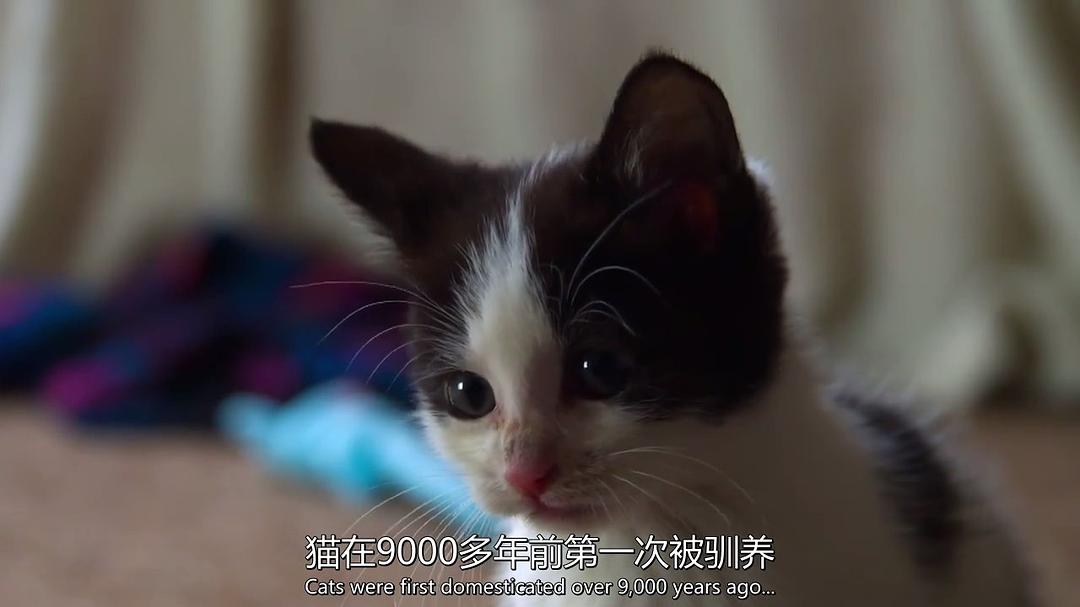 超萌动物 Super Cute Animals