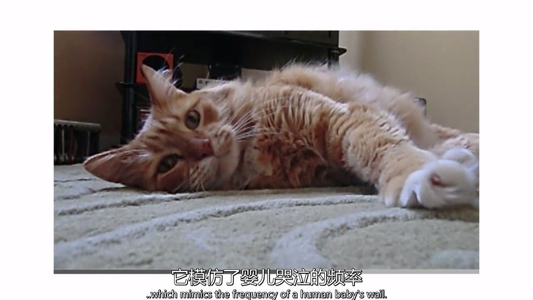 超萌动物 Super Cute Animals