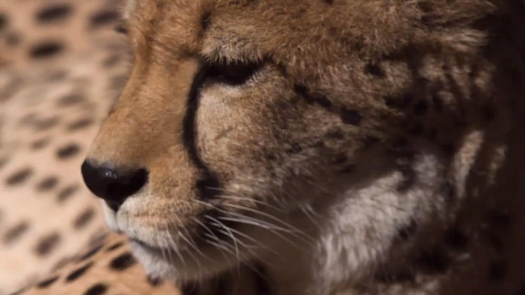 超萌动物 Super Cute Animals