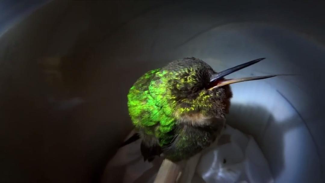 超萌动物 Super Cute Animals