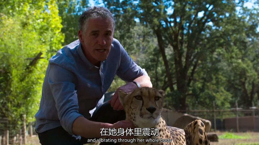 超萌动物 Super Cute Animals