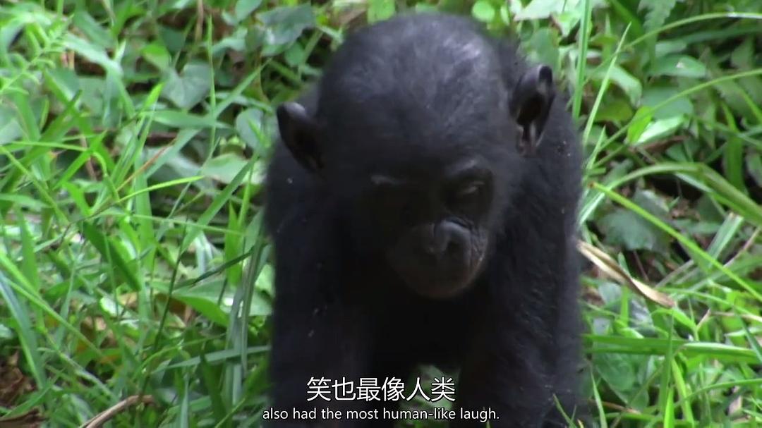 超萌动物 Super Cute Animals