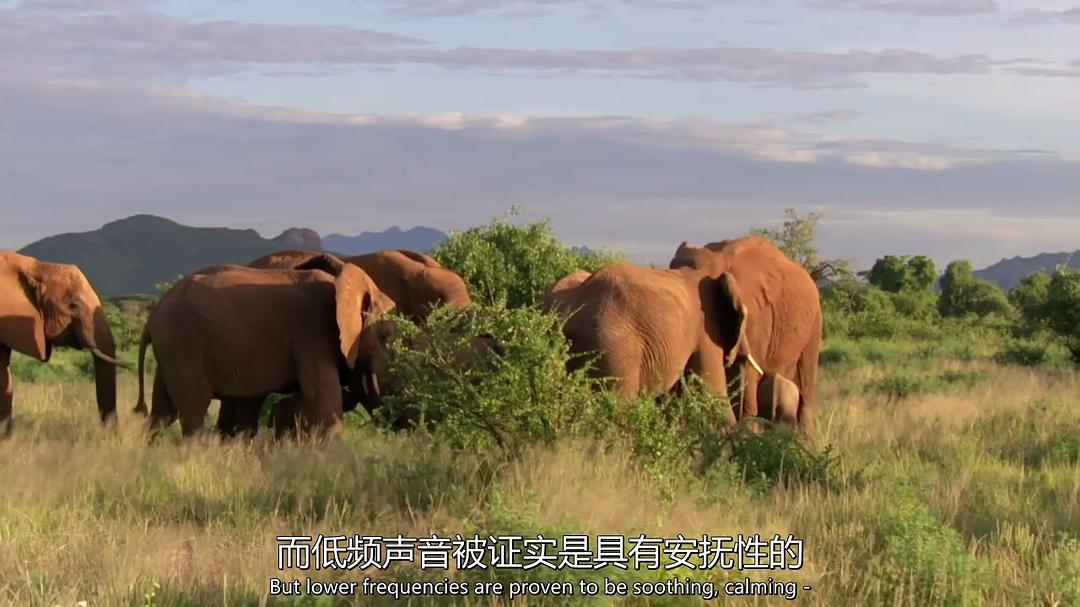 超萌动物 Super Cute Animals