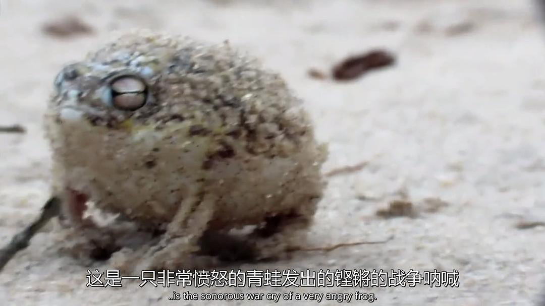 超萌动物 Super Cute Animals