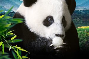 超萌动物 Super Cute Animals