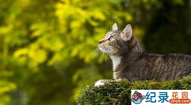 宠物纪录片《家里的狮子 Lion in Your Living Room》全1集中字 1080P纪录片资源百度云盘下载