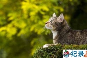 宠物纪录片《家里的狮子 Lion in Your Living Room》全1集中字 1080P纪录片资源百度云盘下载