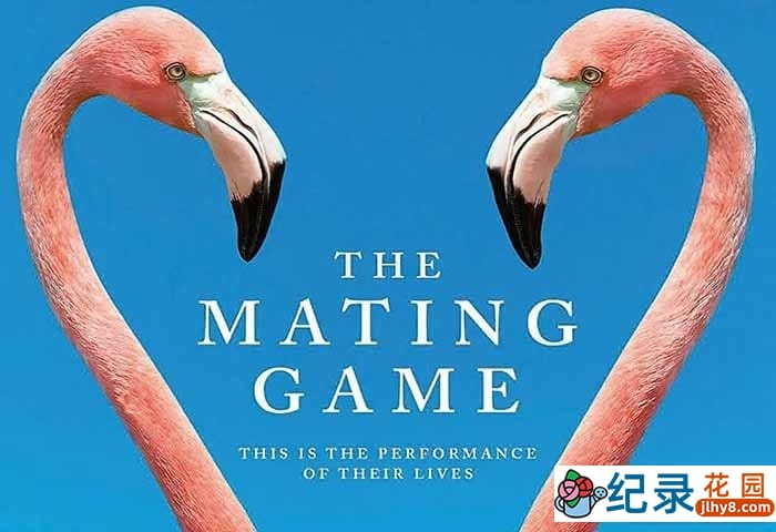 野生动物繁殖纪录片《求偶游戏 The Mating Game》全6集中字 4K高清纪录片资源百度云盘下载