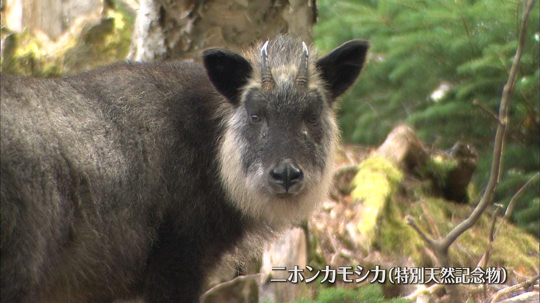 THE世界遗产 京都·富士山 THE世界遺産4K 秋スペシャル 京都&amp;富士山