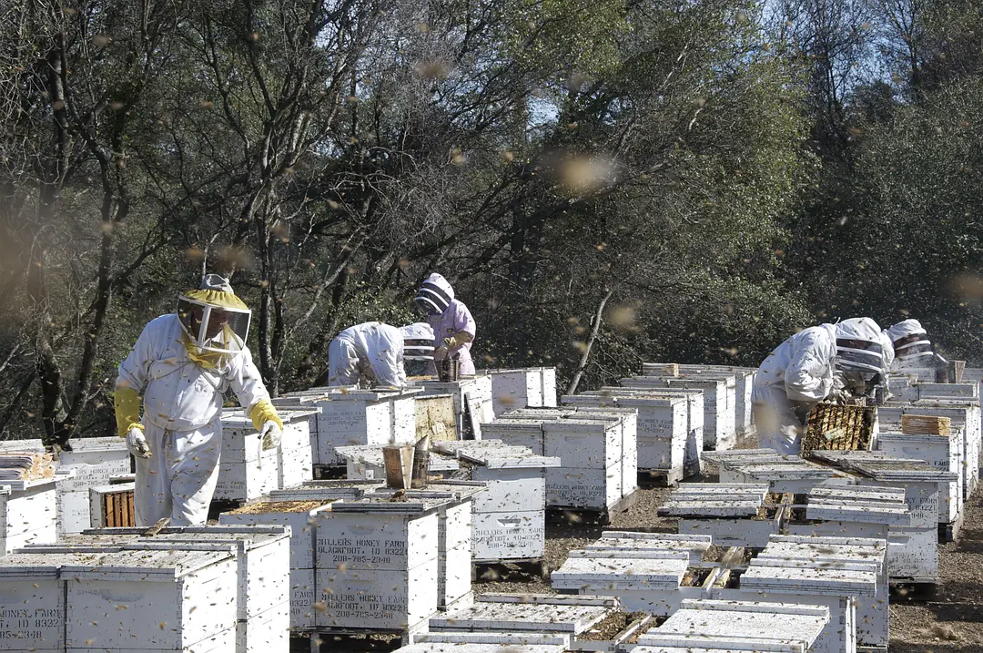 采得百花成蜜后 More Than Honey