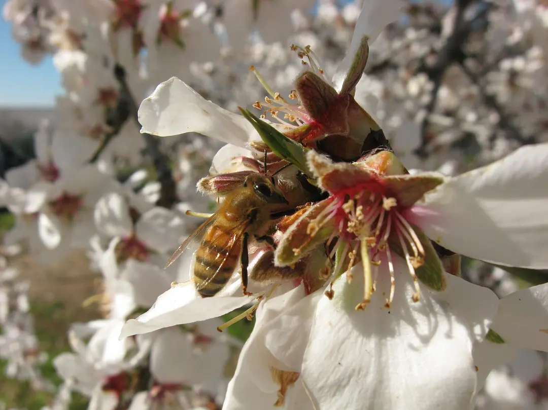 采得百花成蜜后 More Than Honey