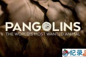 动物保护纪录片《穿山甲：被捕杀最多的动物 Pangolins: The World’s Most Wanted Animal》全1集 720P/1080i高清纪录片资源百度云盘下载