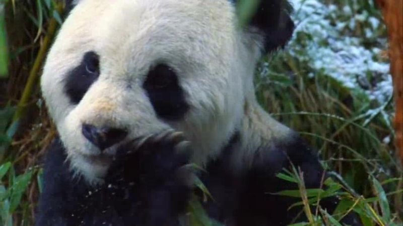 大自然里的奇怪动物 Nature's Misfits