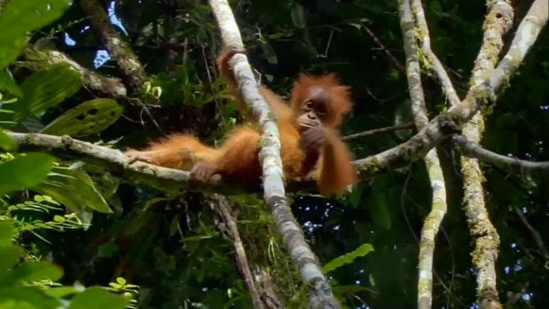 大自然里的奇怪动物 Nature's Misfits