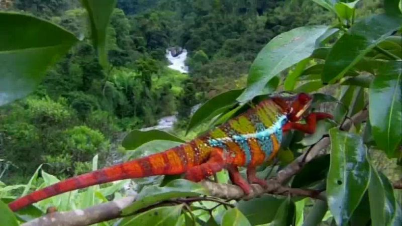 大自然里的奇怪动物 Nature's Misfits