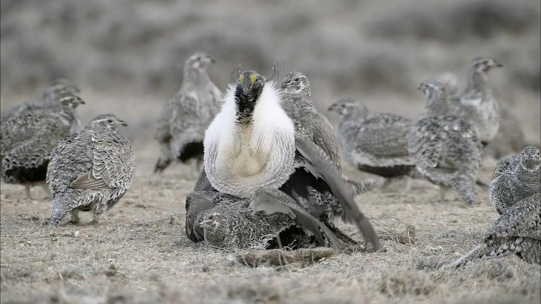 自然：灌木蒿海洋 Nature – The Sagebrush Sea