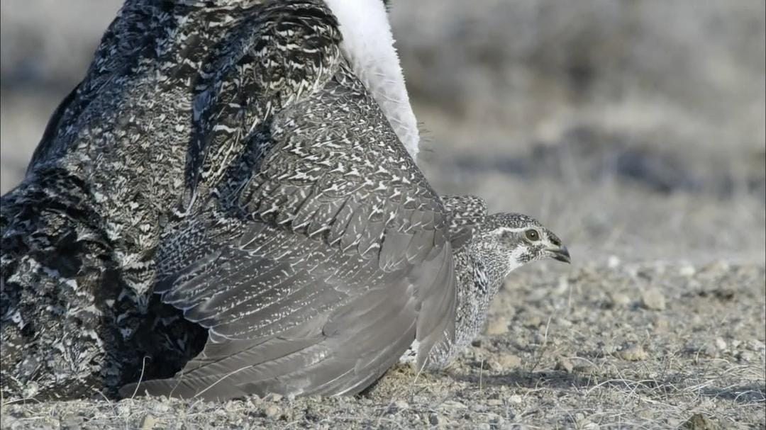 自然：灌木蒿海洋 Nature – The Sagebrush Sea
