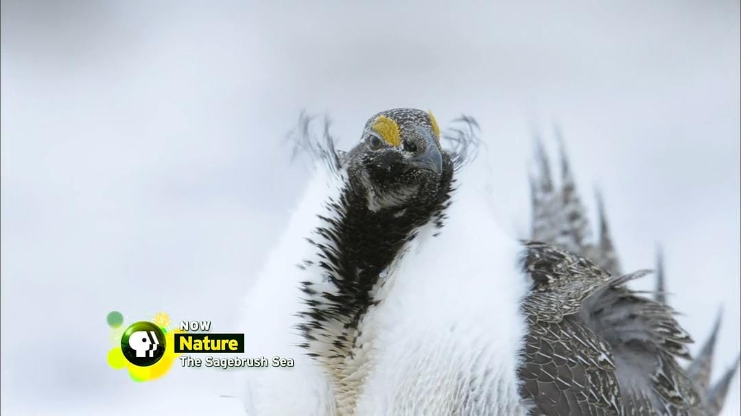 自然：灌木蒿海洋 Nature – The Sagebrush Sea