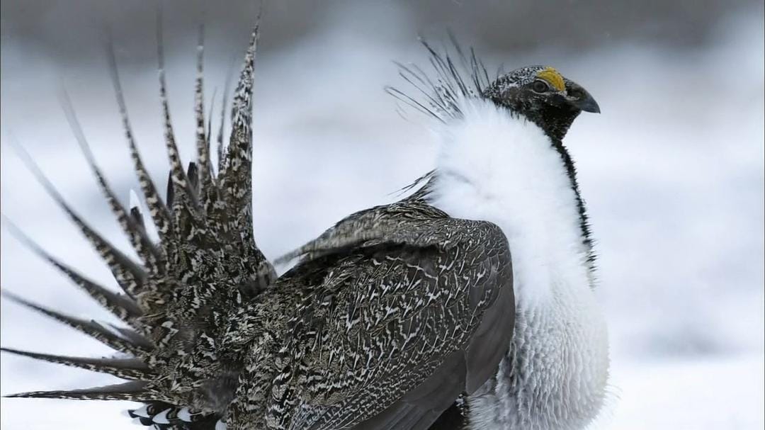 自然：灌木蒿海洋 Nature – The Sagebrush Sea