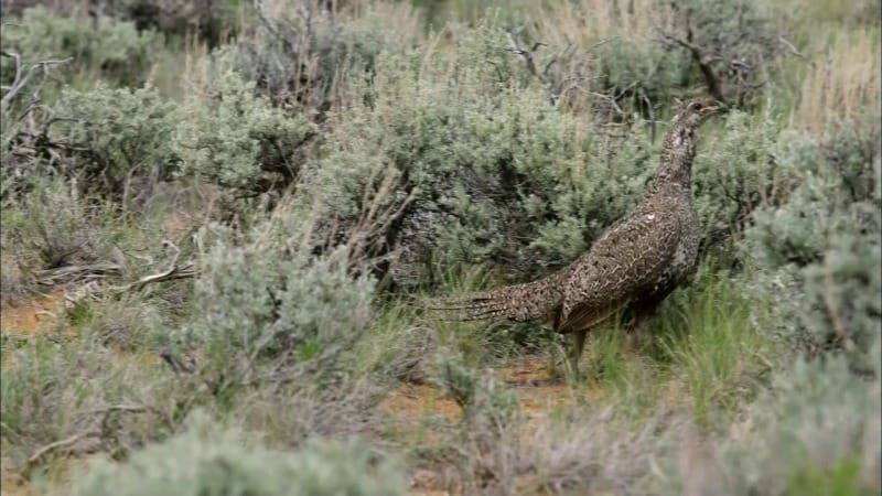 自然：灌木蒿海洋 Nature – The Sagebrush Sea