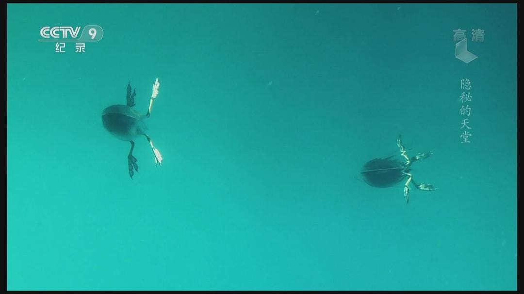 隐秘的天堂 Jungle d'eau douce – la vie secrète des gravières