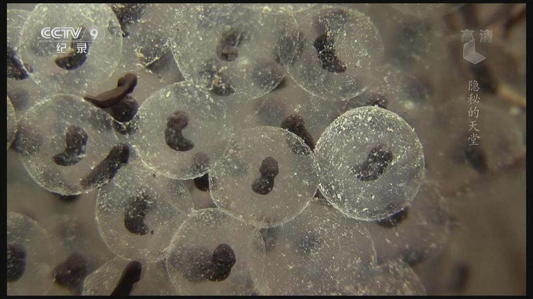 隐秘的天堂 Jungle d'eau douce – la vie secrète des gravières