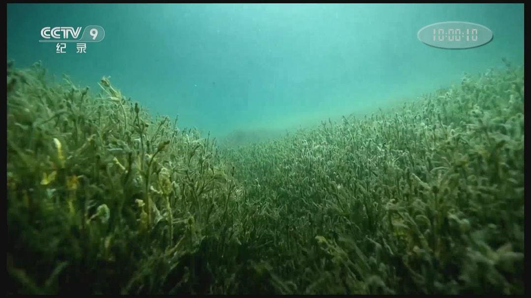 隐秘的天堂 Jungle d'eau douce – la vie secrète des gravières