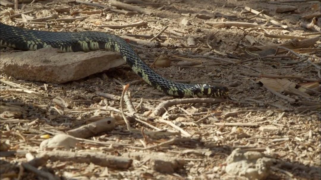 狂野巴西 Wild Brazil