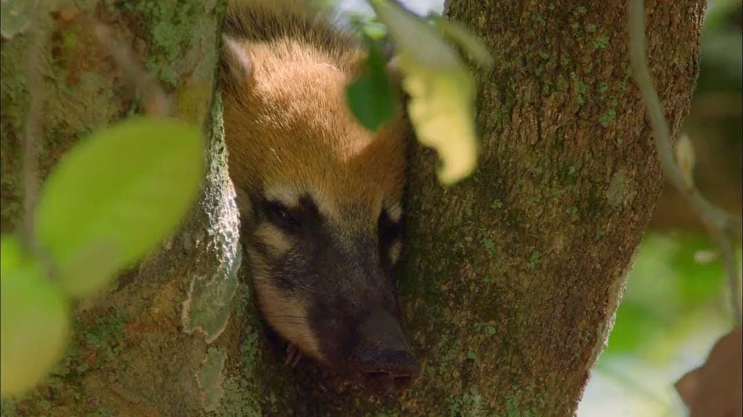 狂野巴西 Wild Brazil