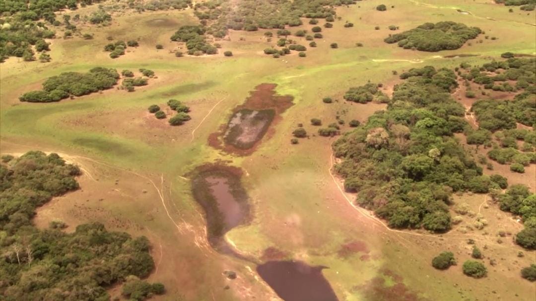 狂野巴西 Wild Brazil