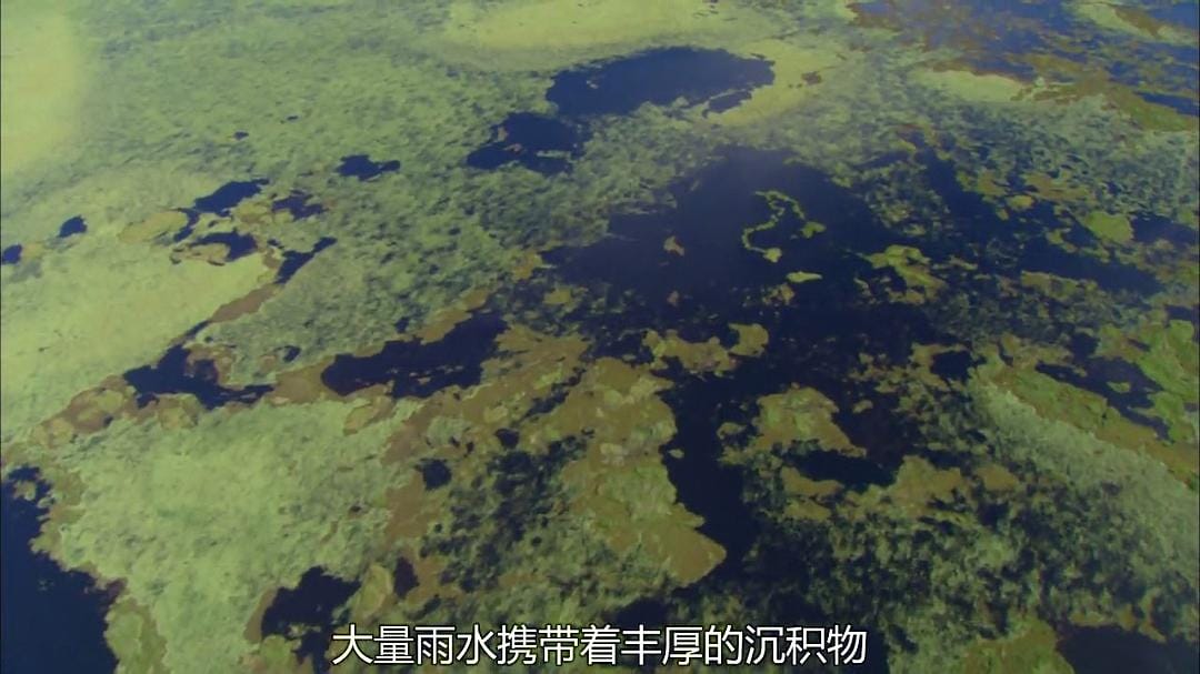 狂野巴西 Wild Brazil