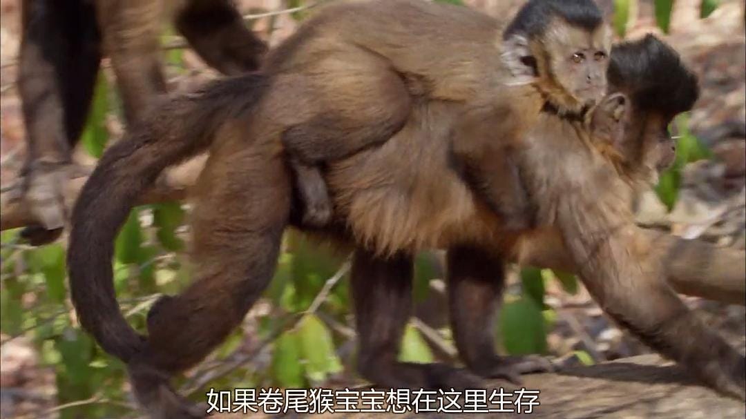 狂野巴西 Wild Brazil