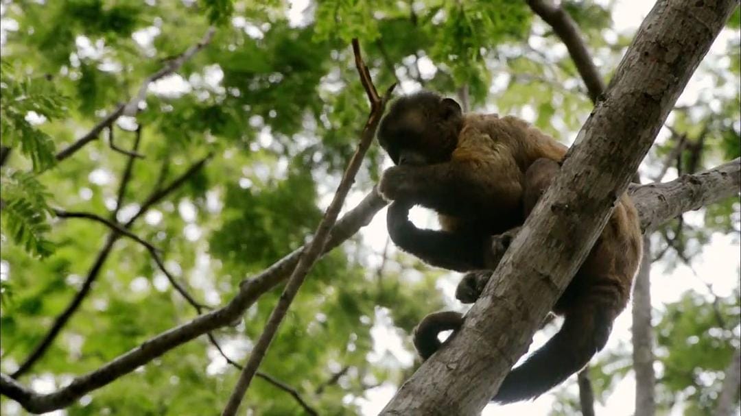 狂野巴西 Wild Brazil