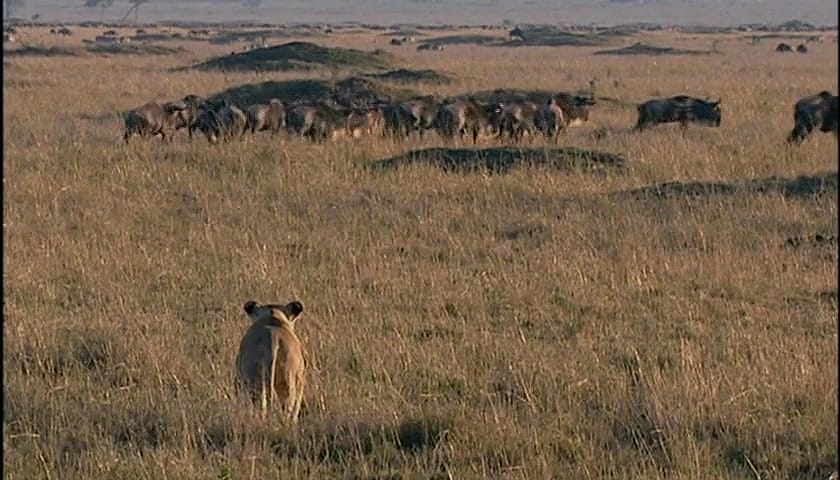 群体大自然 Massive Nature