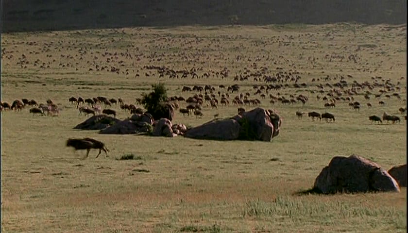 群体大自然 Massive Nature