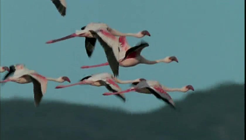 群体大自然 Massive Nature