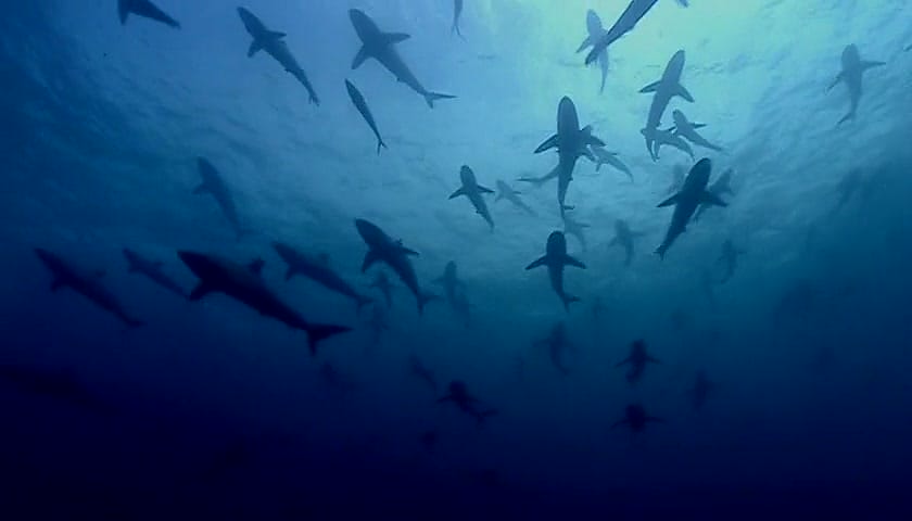 群体大自然 Massive Nature