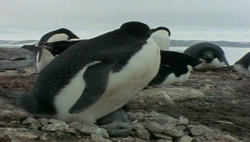 群体大自然 Massive Nature