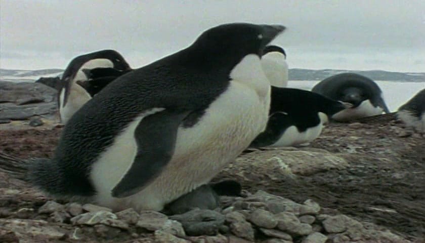 群体大自然 Massive Nature