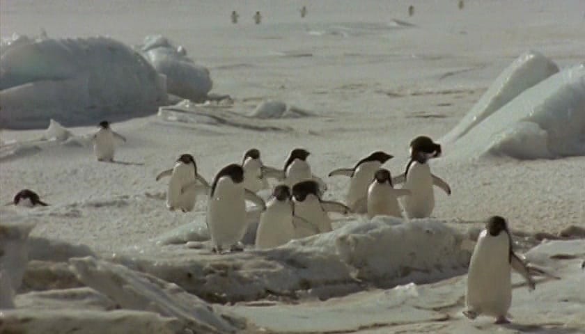 群体大自然 Massive Nature