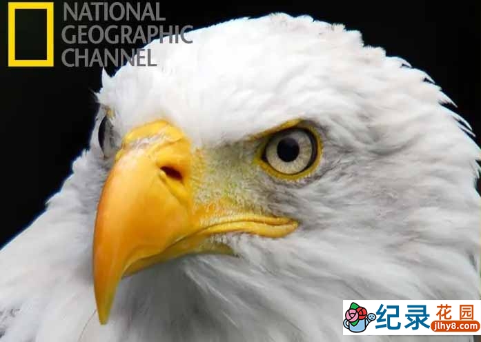 国家地理动物保护纪录片《美国国鸟：白头海雕传奇 American Eagle》全1集中字 720P纪录片资源百度云盘下载