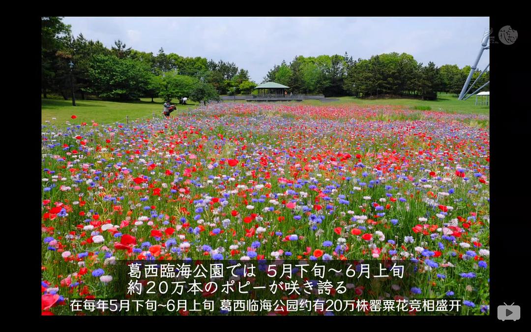 日本不思议铁路之旅 ニッポンぶらり鉄道旅