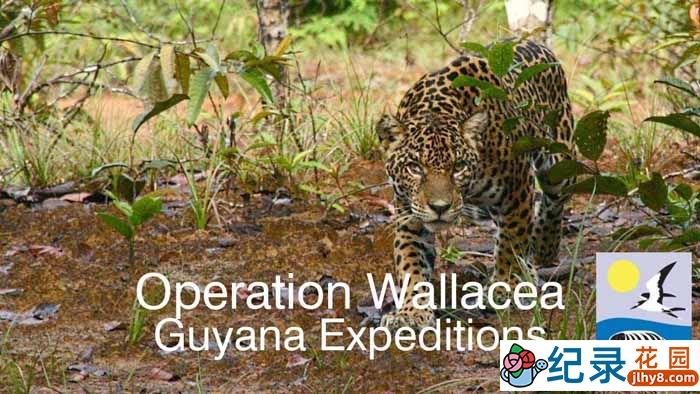 BBC自然生态纪录片《探索圭亚那 Expedition Guyana》全3集 720P/1080i高清纪录片百度云下载