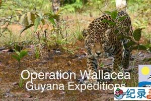 BBC自然生态纪录片《探索圭亚那 Expedition Guyana》全3集 720P/1080i高清纪录片百度云下载