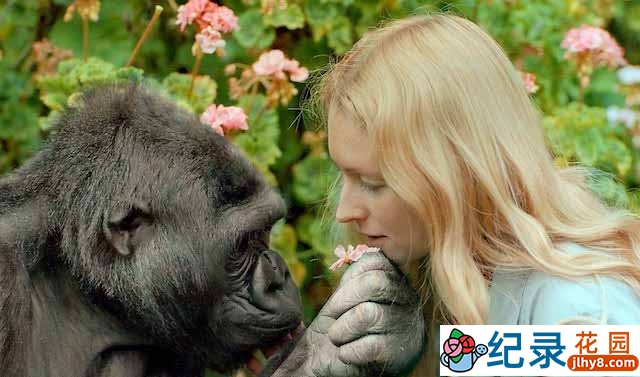 BBC生物研究纪录片《科科：与人类交谈的大猩猩》全1集中字 TS/蓝光高清纪录片资源百度云盘下载