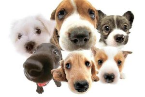 宠物狗速成班系列纪录片《狗狗101 Dogs 101》全31集 标清纪录片百度云