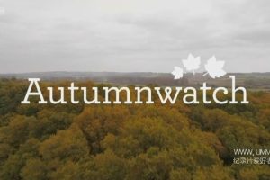 赏秋 Autumnwatch