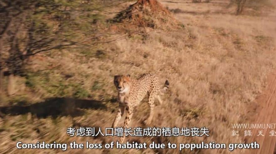 野生猫科动物 Wild Cats